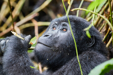 A wild female gorilla in Bwindi Impenetrable Forest 