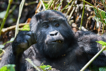 A wild female gorilla in Bwindi Impenetrable Forest 