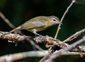 A Beautiful Warbling Vireo on a Branch Searching for Food
