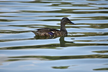 Pato nadando