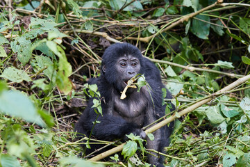 Young gorilla in Bwindi Impenetrable Forest 