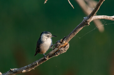A Young White-breasted Nuthatch Foraging for Food on a Tree Branch