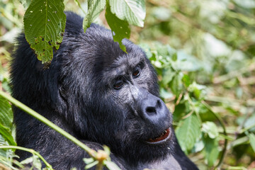 Portrait of a silverback in Bwindi Impenetrable Forest 