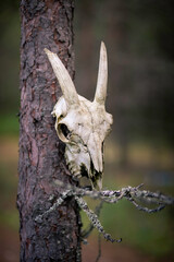Fototapeta premium close up of a skull