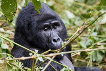 Portrait of a silverback in Bwindi Impenetrable Forest 