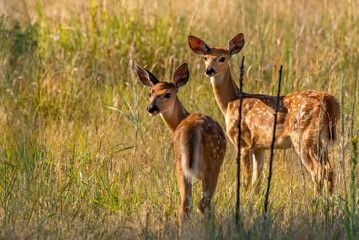 Adorable White-tailed Deer Fawn Twins on the Plains During a Spring Morning