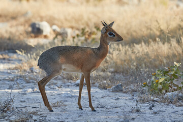 The dik dik in Etosha National Park