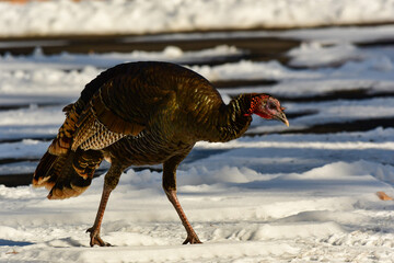 A Merriam's Wild Turkey in the Snow 