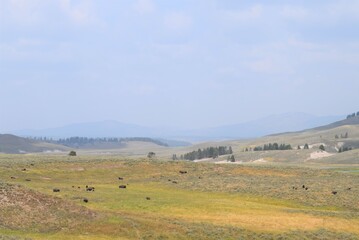 Yellowstone National Park Scene View Bison on the Meadow