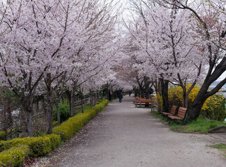 Fototapeta premium A park full of cherry blossoms