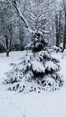 a tree covered with snow stands in the middle of the courtyard of a residential building