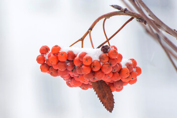 A bunch of red rowan covered with freshly plowed snow.