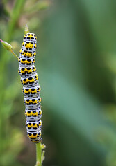 Mullein moth caterpillar on a plant leaf
