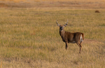 Naklejka na ściany i meble A Large White-tailed Deer Buck on the Prairie