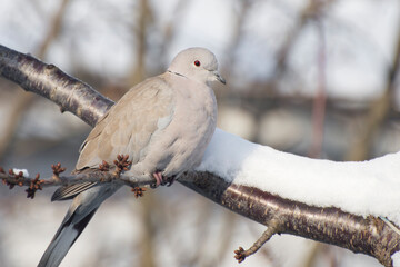 The turtle dove sits on a tree branch in winter.