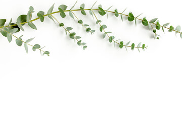 Green leaves eucalyptus isolated on white background. Flat lay, top view.