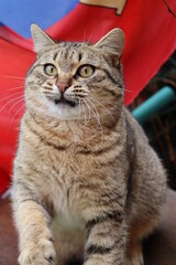 cat playing in the garden