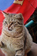 cat playing in the garden