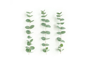 Green leaves eucalyptus isolated on white background. Flat lay, top view.