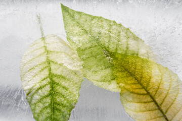 Leaves in frozen water