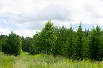Fototapeta na wymiar Coniferous wood in summertime on blue cloudy sky background. Bright summer daylight photo