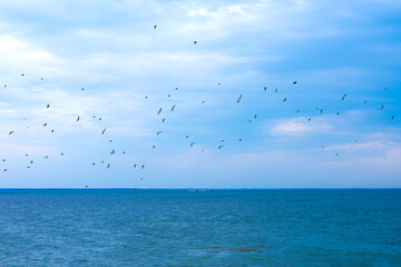 Group of tiny black birds on seascape background with clody sky. Bright blue ocean with waves backdrop