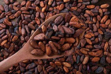Texture of aromatic raw cocoa beans in wooden spoon top view