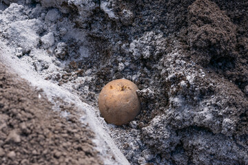 Close up view of potato tuber with growing points and potato eyes and young green sprouts on ground...
