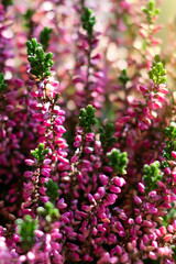 Floral background made of blossoming Heather flowers common known as Callluna Vulgarus with bokeh effect. Vertical format