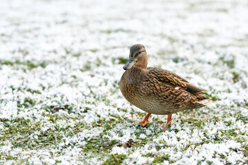 mallard duck on the snow, wildlife at winter 