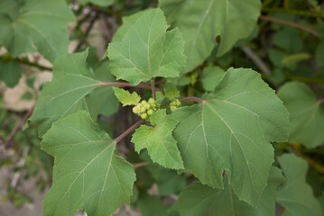 Xanthium orientale italicum 