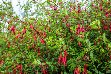 Wildflower Fuchsia growing in County Donegal - Ireland