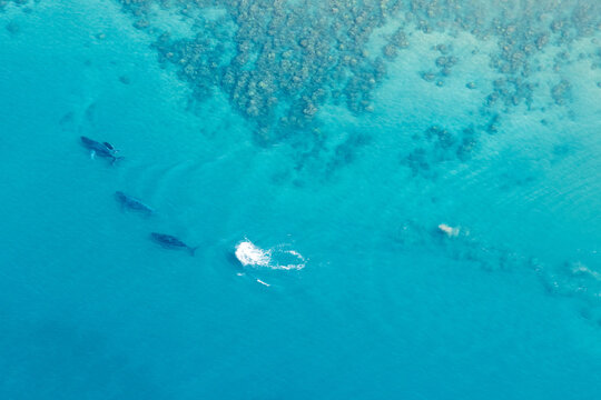 Aerial Photo of Group of Humpback Whales with baby near Maui, Hawaii.