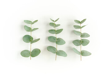 Green leaves eucalyptus isolated on white background. Flat lay, top view.