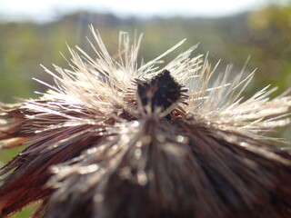 thistle flower