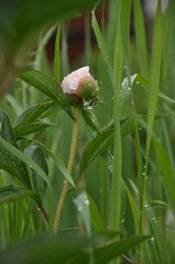 bud of pink flower in wet grass on a rainy day	