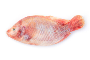 Fresh tilapia isolated on white background.