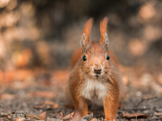 Nahaufnahme von einen Eichhörnchen das auf dem Waldboden sitzt und interessiert in die Kamera schaut.
