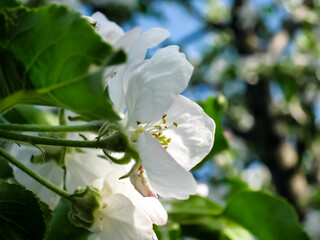 Apple blossom flowers in sunny spring day 