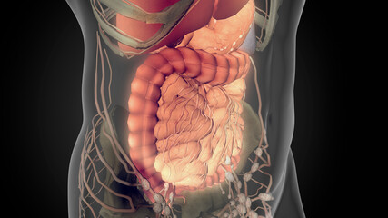 Esophagus 3D, digestive system, human abdomen, 3D anatomy, human body, x-ray, alveoli