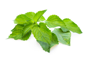 Fennel leaves (Ocimum gratissimum) isolated on white background.