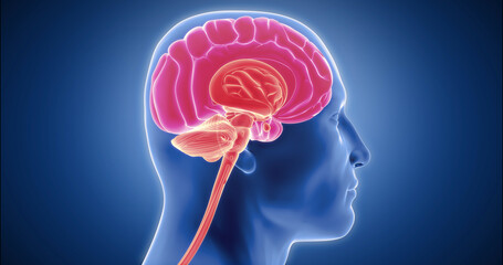 Human brain detailed model, neocortex, limbic system, reptilian brain, spinal cord 3D animation