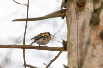 A brambling is sitting on a branch on a dead tree in front of a blurred background