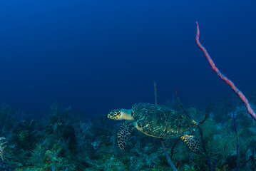 Naklejka premium A hawksbill turtle on the reef in Grand Cayman. This guy loves to eat sponge