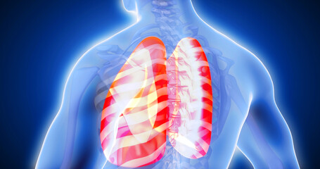 lung, adrenal glands, genitourinary system, body scan, joint, medical screen 3D render, human anatomy, computer anatomy, body skeleton, X-ray scan