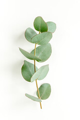 Green leaves eucalyptus isolated on white background. Flat lay, top view.