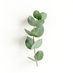 Green leaves eucalyptus isolated on white background. Flat lay, top view. © K.Decor