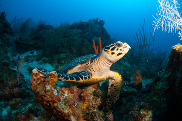 A hawksbill turtle on the reef in Grand Cayman. This guy loves to eat sponge