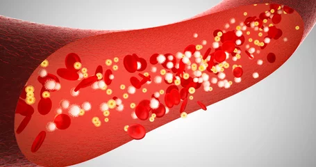 Foto op Canvas Blood movement in the vessel, 3D render capillaries, red blood cells, white blood cells, vessel, cardiovascular system, blood pressure © Leo Viktorov