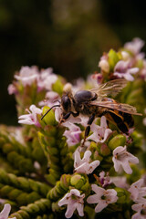 macro of bee pollenize oregano flower cordoba argentina